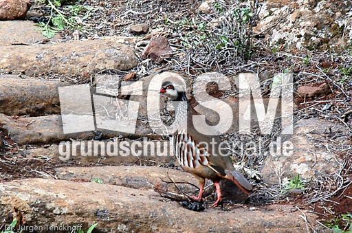 Glattfußhuhn (1 von 1).jpg